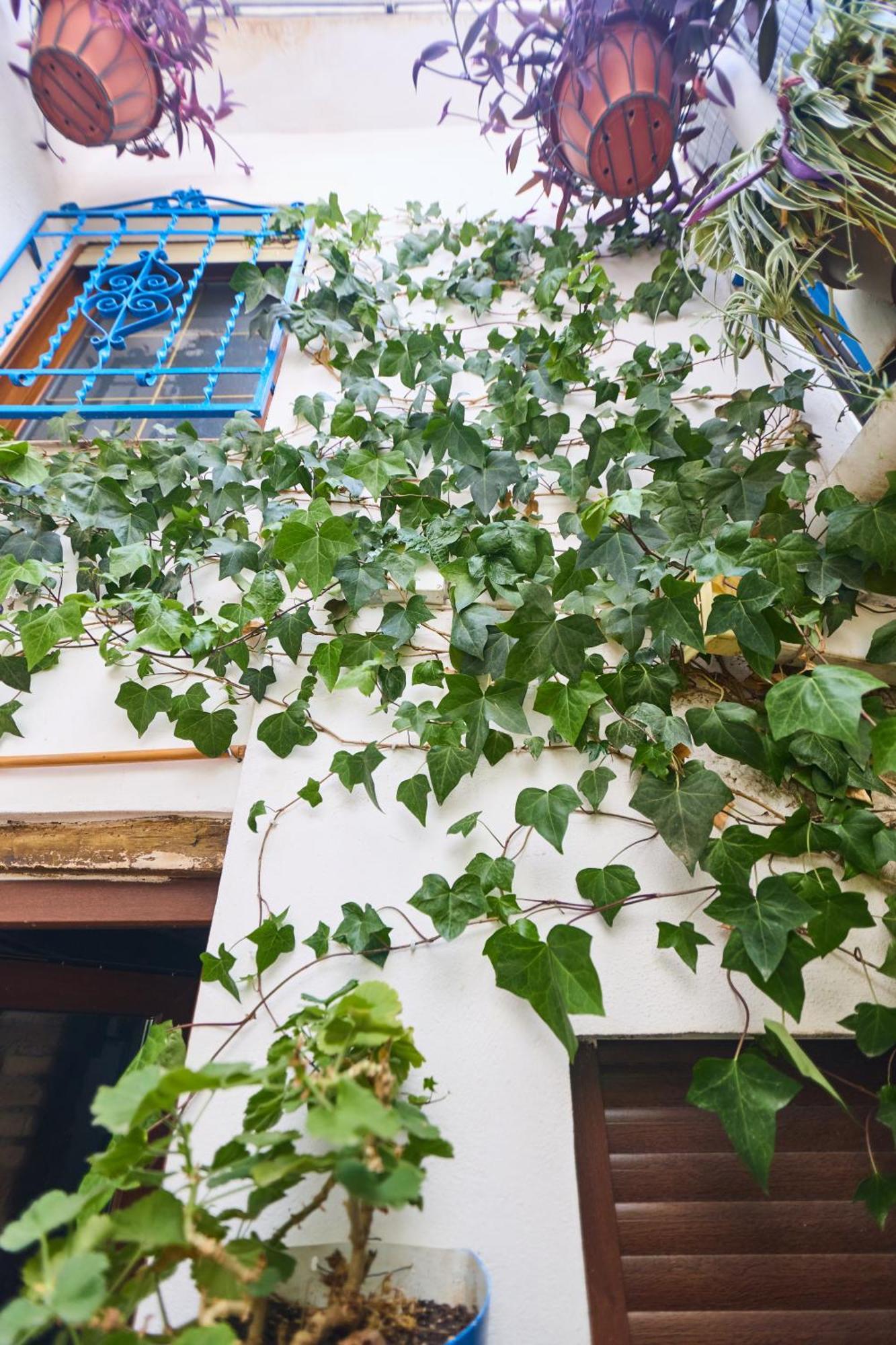 Casa El "Tablao De Las Almendras" غرناطة المظهر الخارجي الصورة